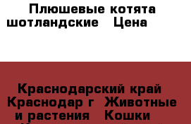 Плюшевые котята шотландские › Цена ­ 3 000 - Краснодарский край, Краснодар г. Животные и растения » Кошки   . Краснодарский край,Краснодар г.